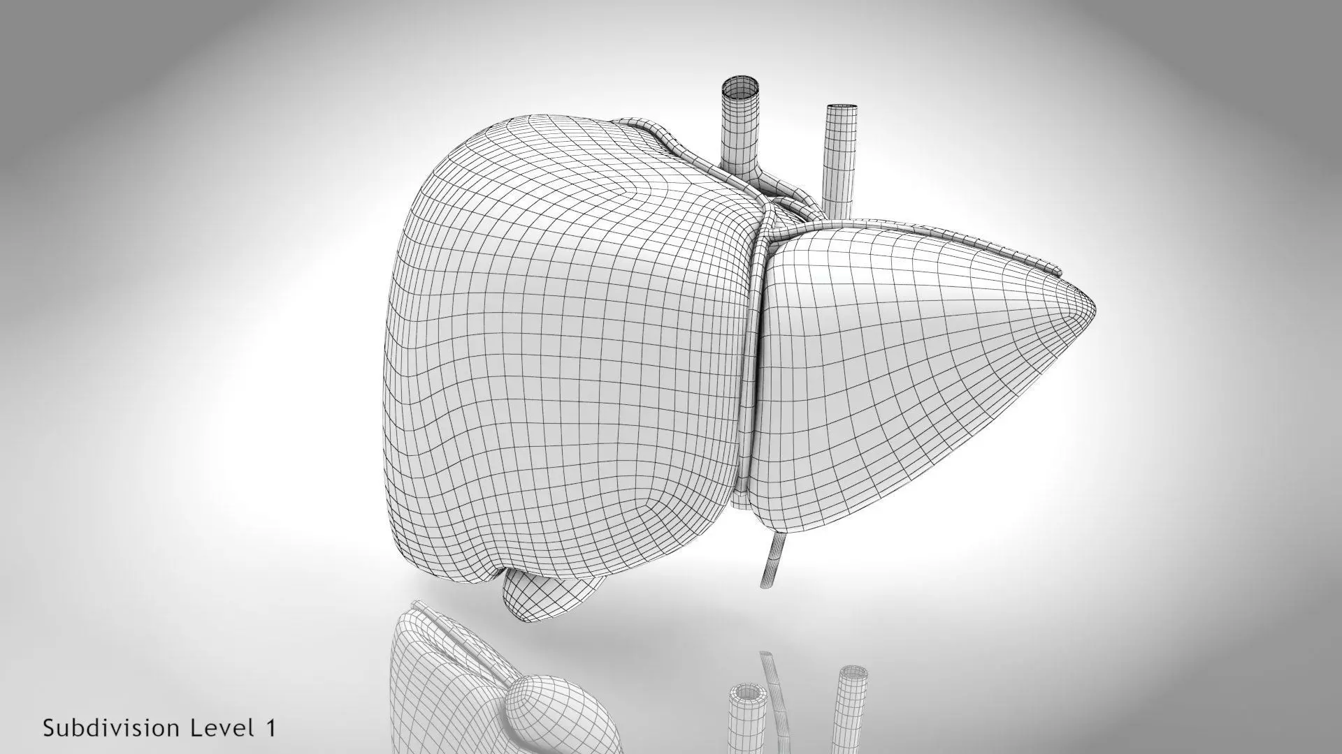 Healthy Liver 3D model_5