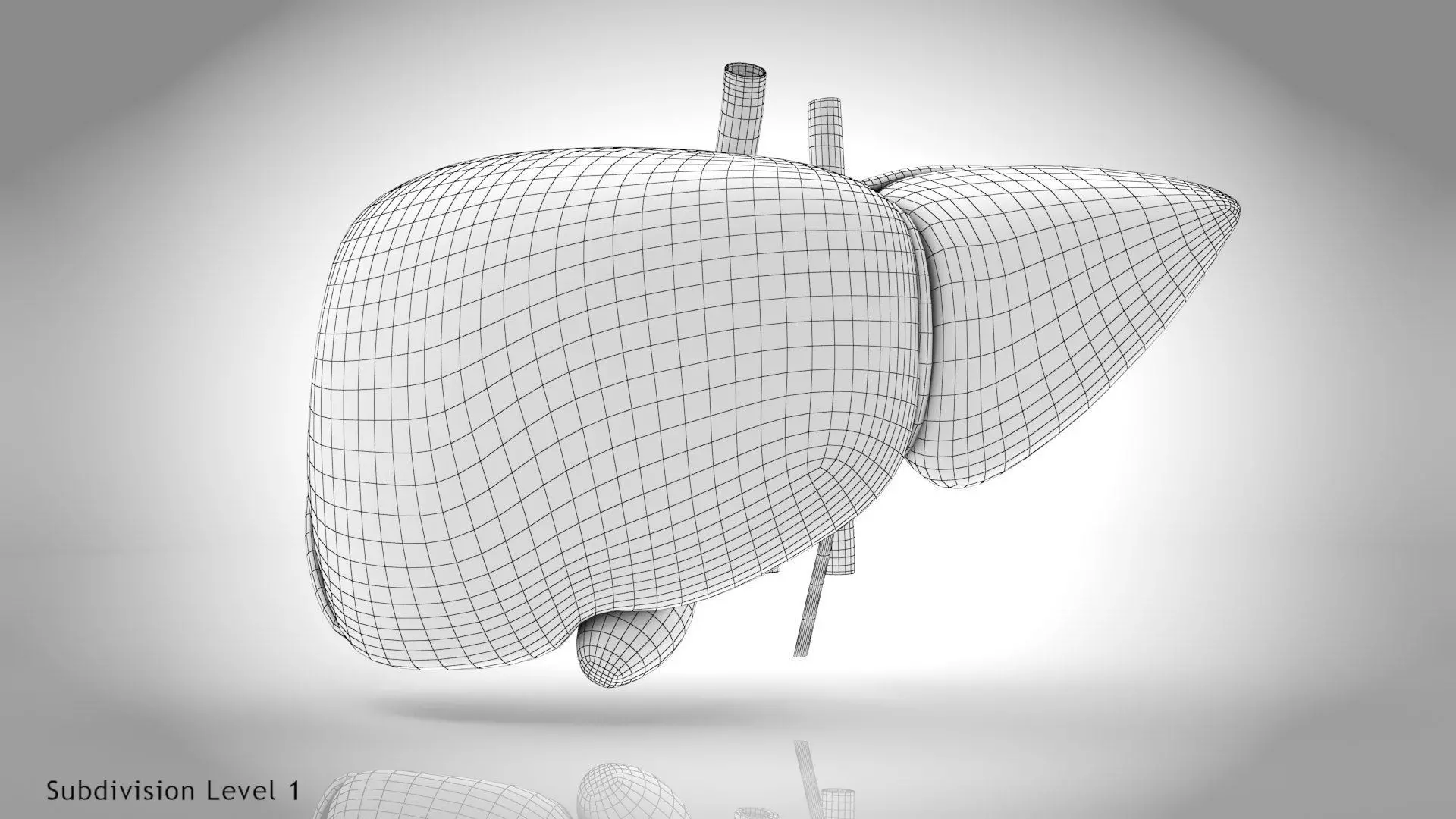 Healthy Liver 3D model_18