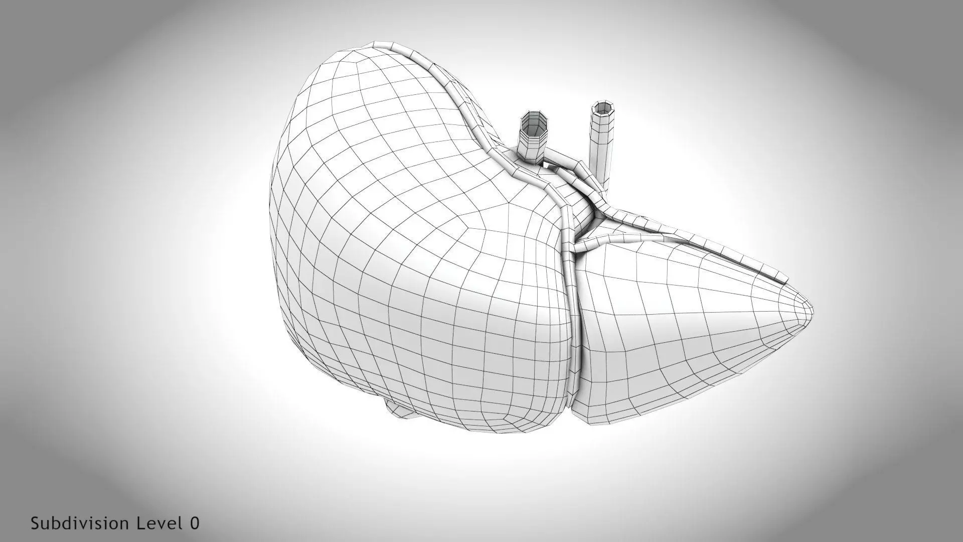 Healthy Liver 3D model_11