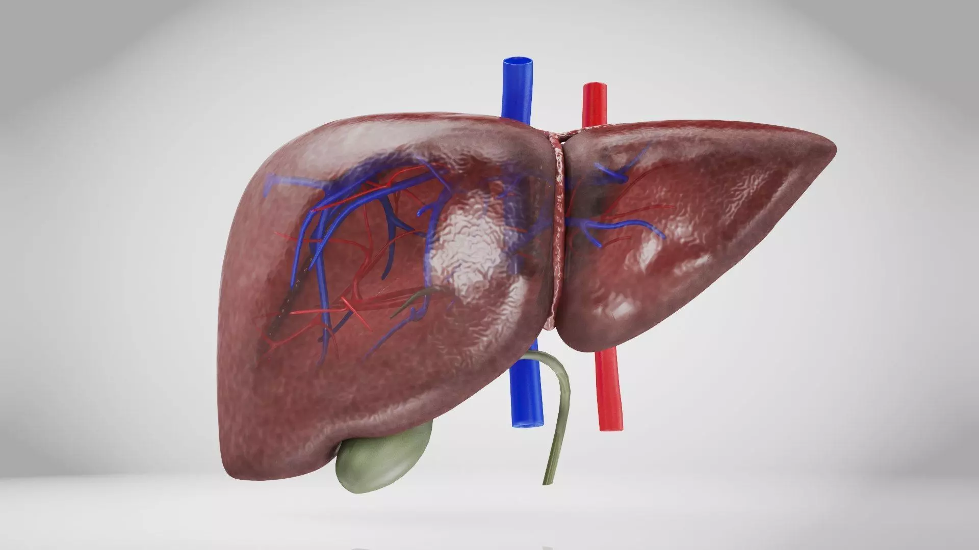 Healthy Liver 3D model_12