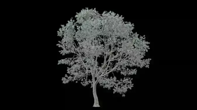 Realistic Tree