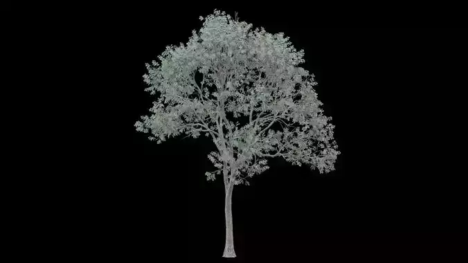 Realistic Tree