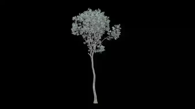 Realistic Tree