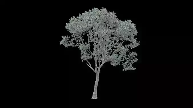 Realistic Tree