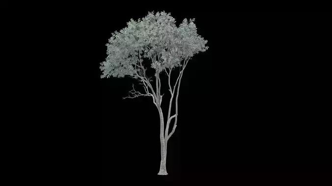 Realistic Tree