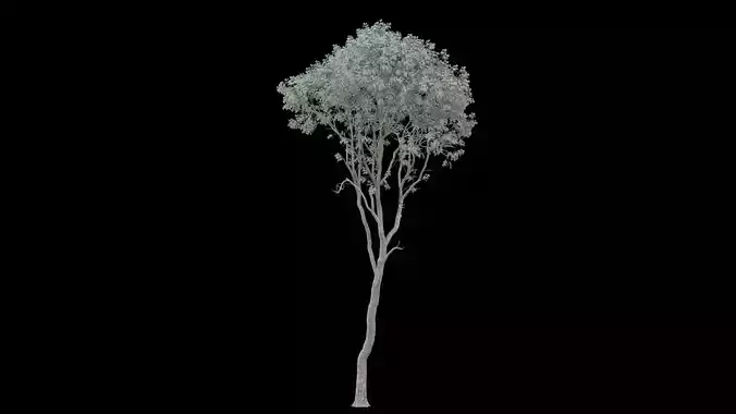 Realistic Tree