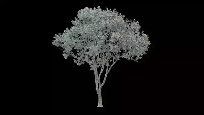 Realistic Tree