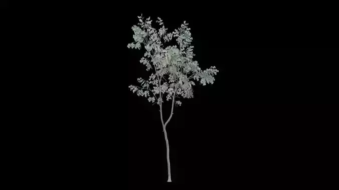 Realistic Tree