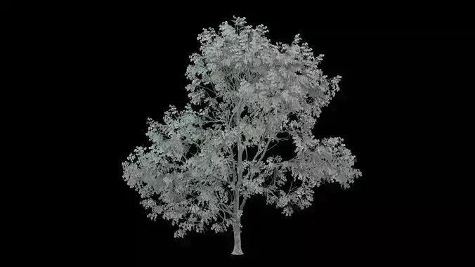 Realistic Tree