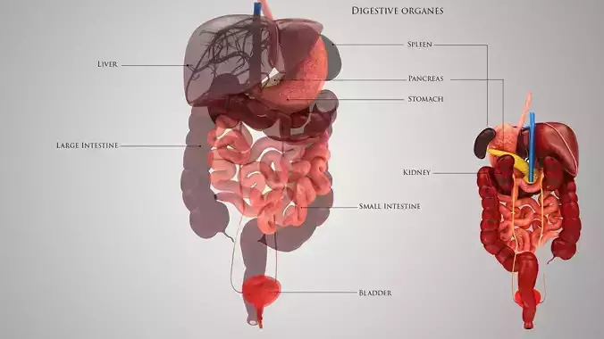 Digestive organs with anatomic cut