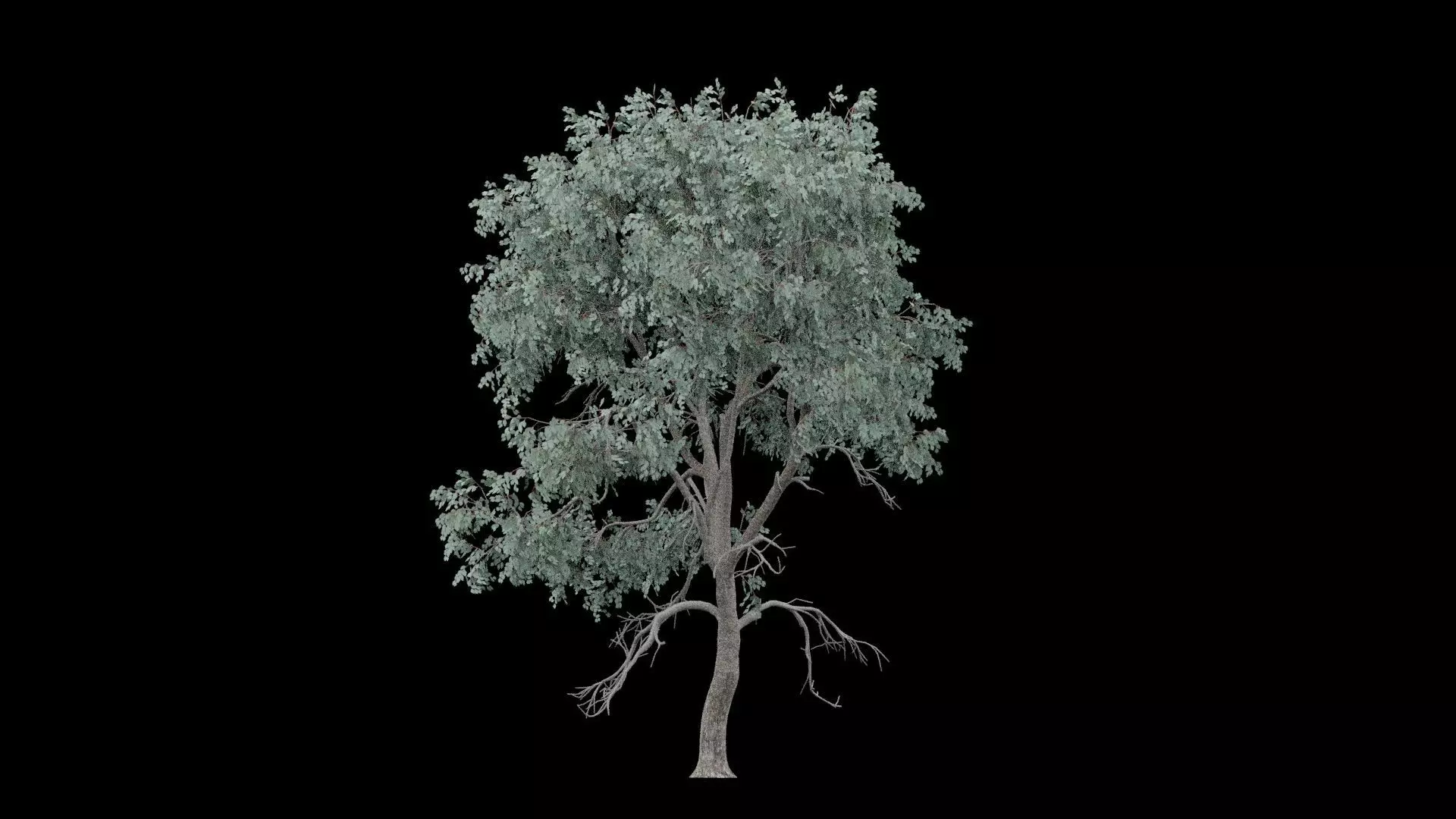 Realistic Tree Low-poly 3D model_5