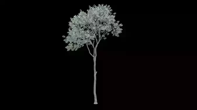 Realistic Tree