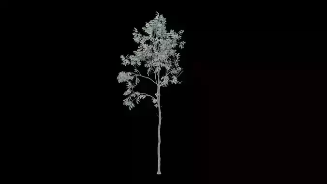 Desert Dead Oak Tree