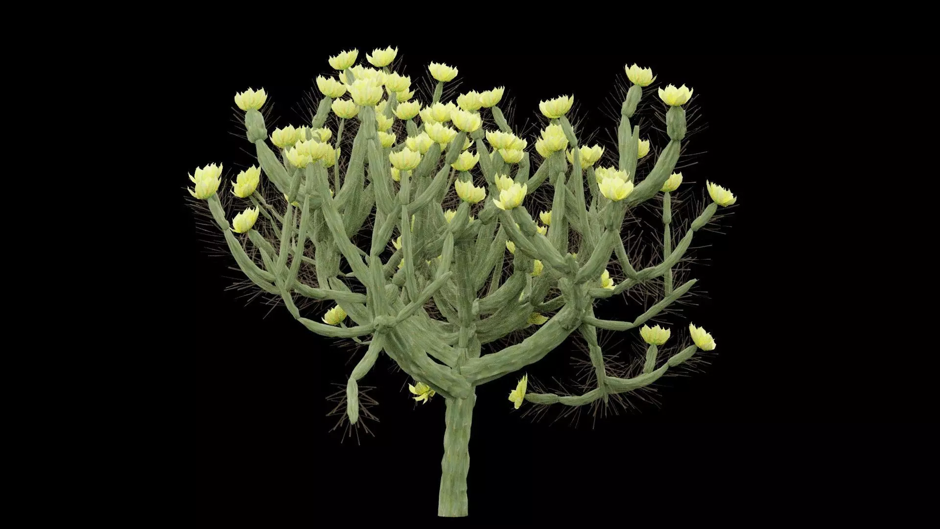 Cholla Cactus Plant Low-poly 3D model_3