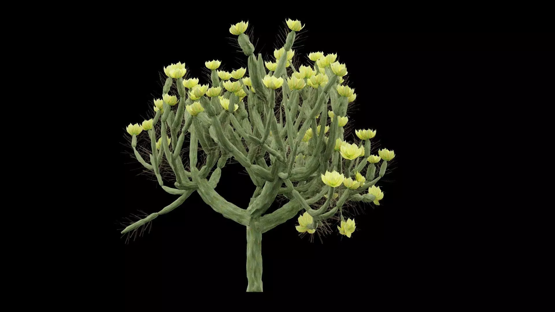 Cholla Cactus Plant Low-poly 3D model_5