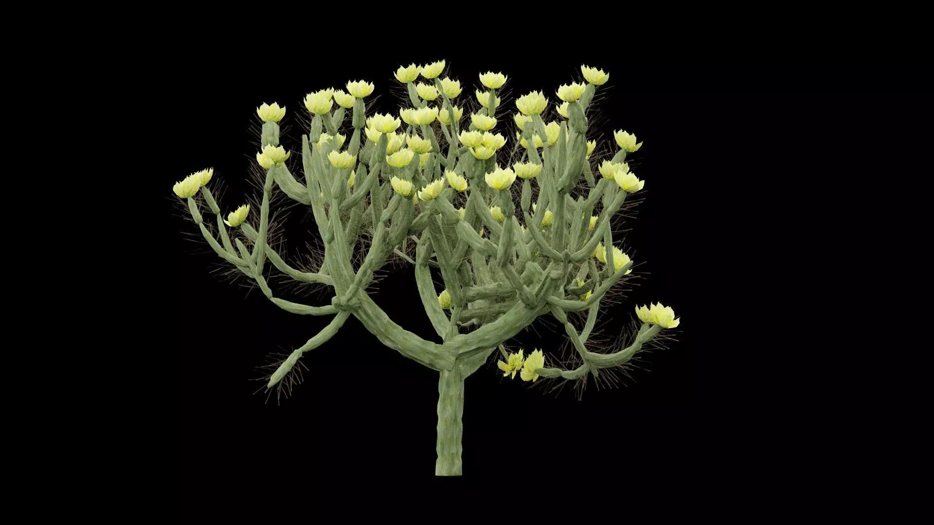Cholla Cactus Plant Low-poly 3D model_1