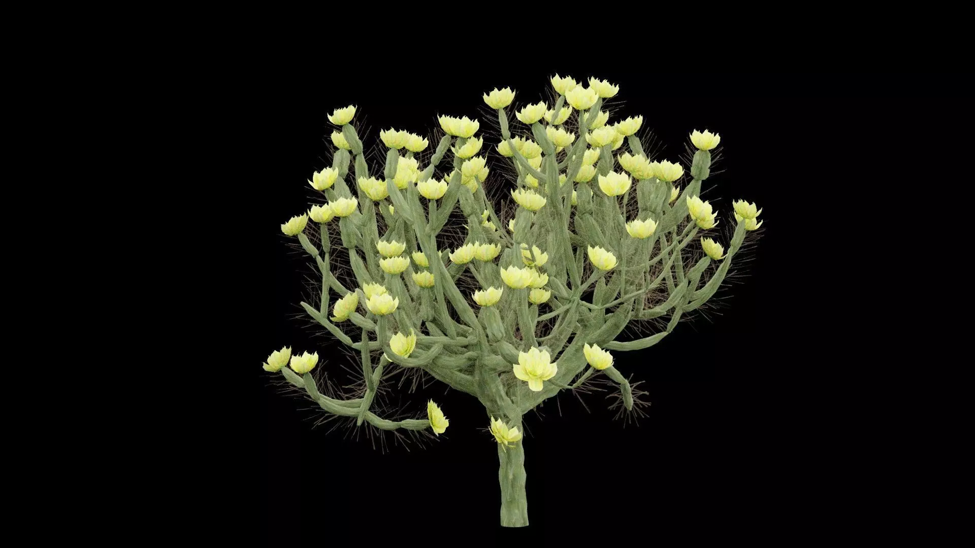 Cholla Cactus Plant Low-poly 3D model_4