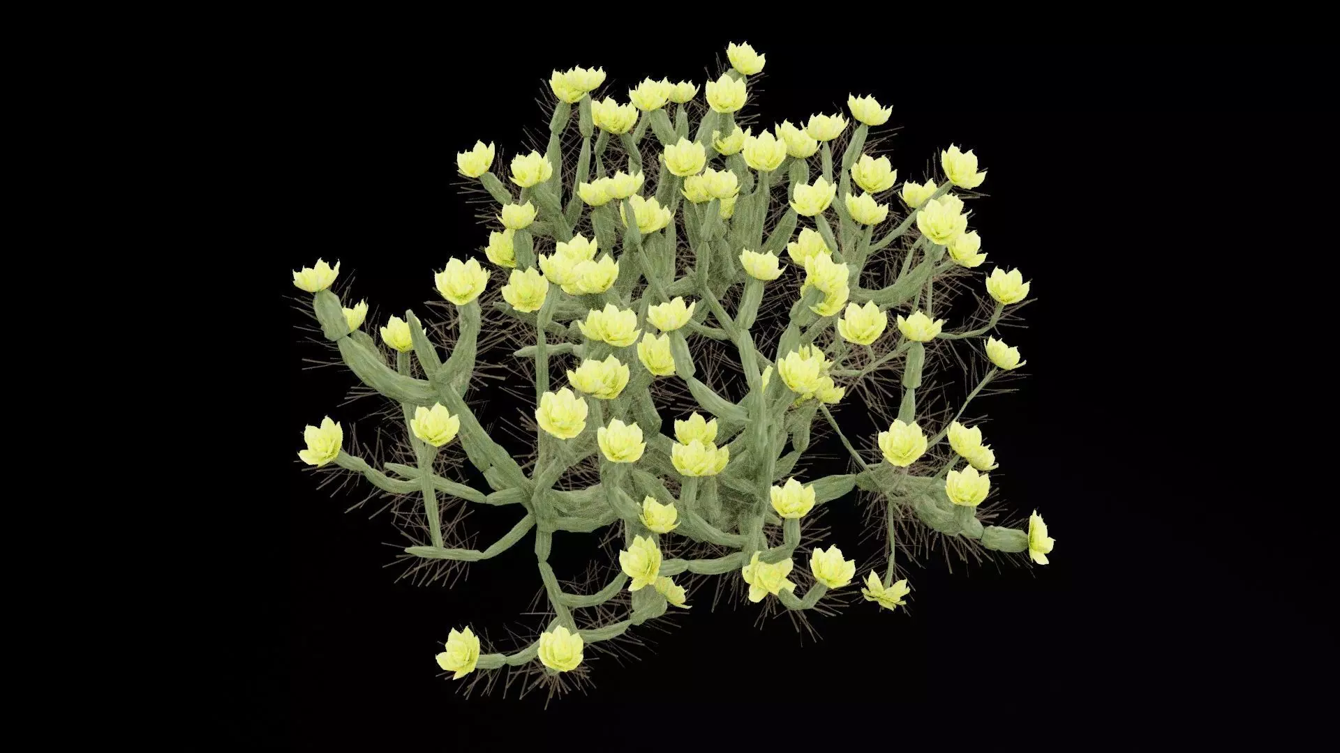 Cholla Cactus Plant Low-poly 3D model_6
