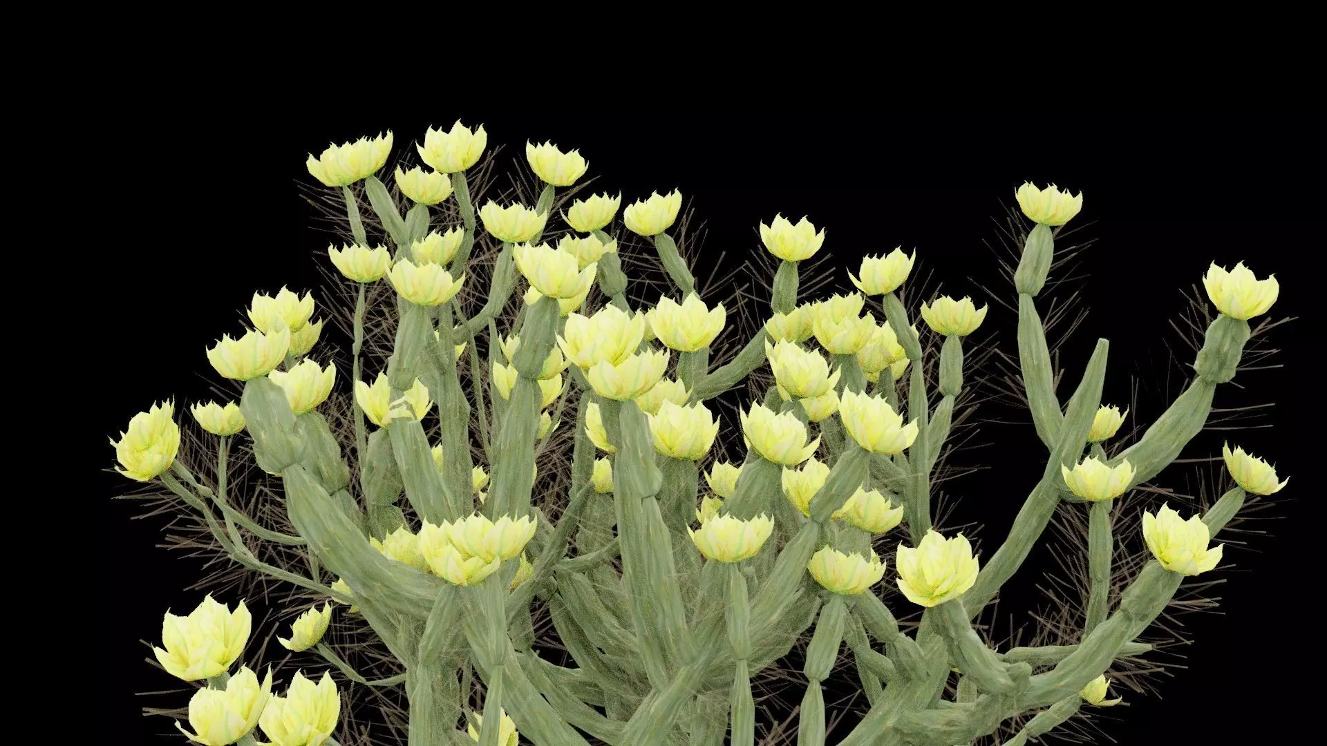 Cholla Cactus Plant Low-poly 3D model_7