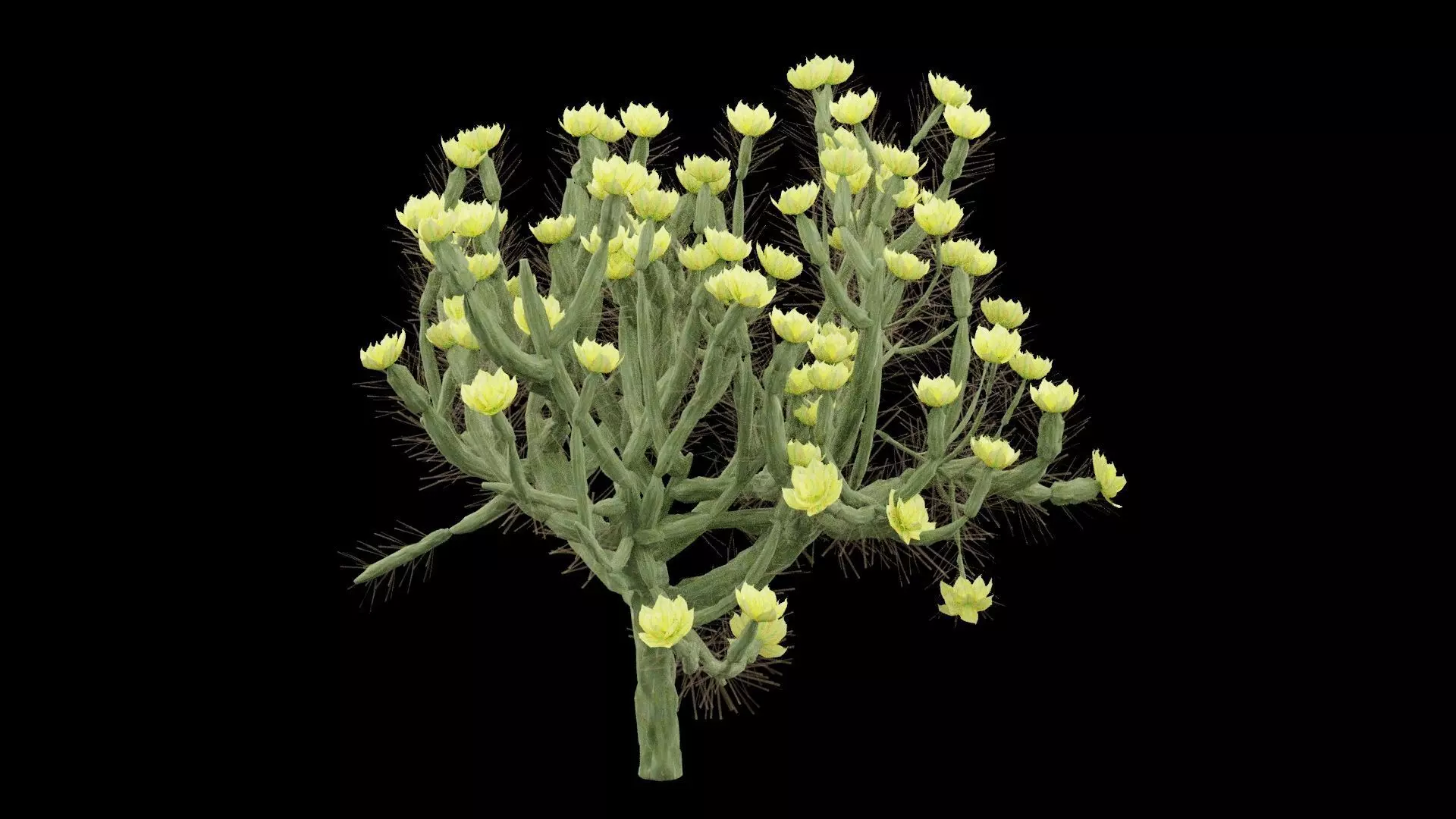 Cholla Cactus Plant Low-poly 3D model_0