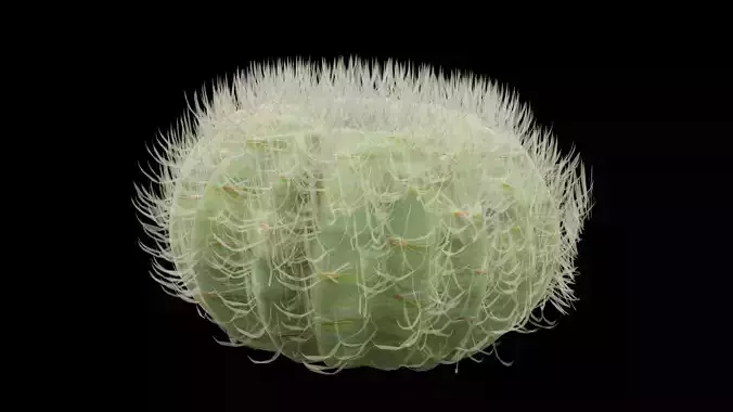 Desert Cactus Barrel