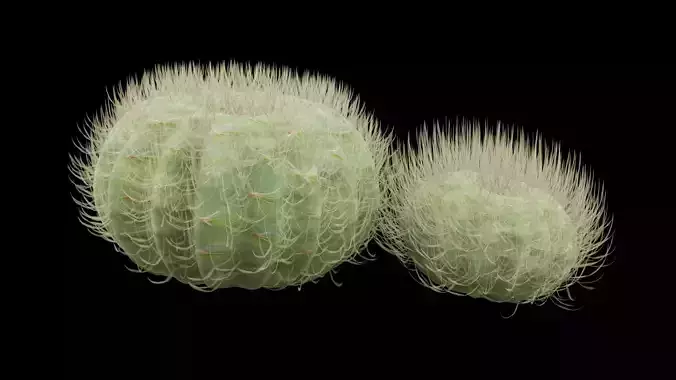 Desert Cactus Barrel