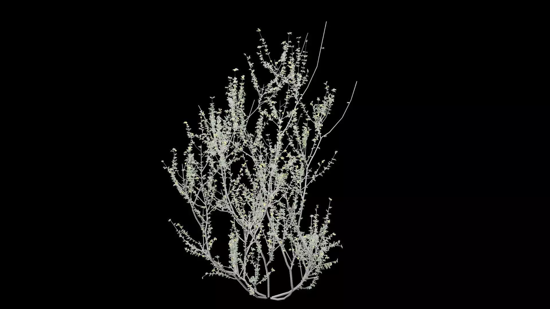 Creosote Bush Low-poly 3D model_0