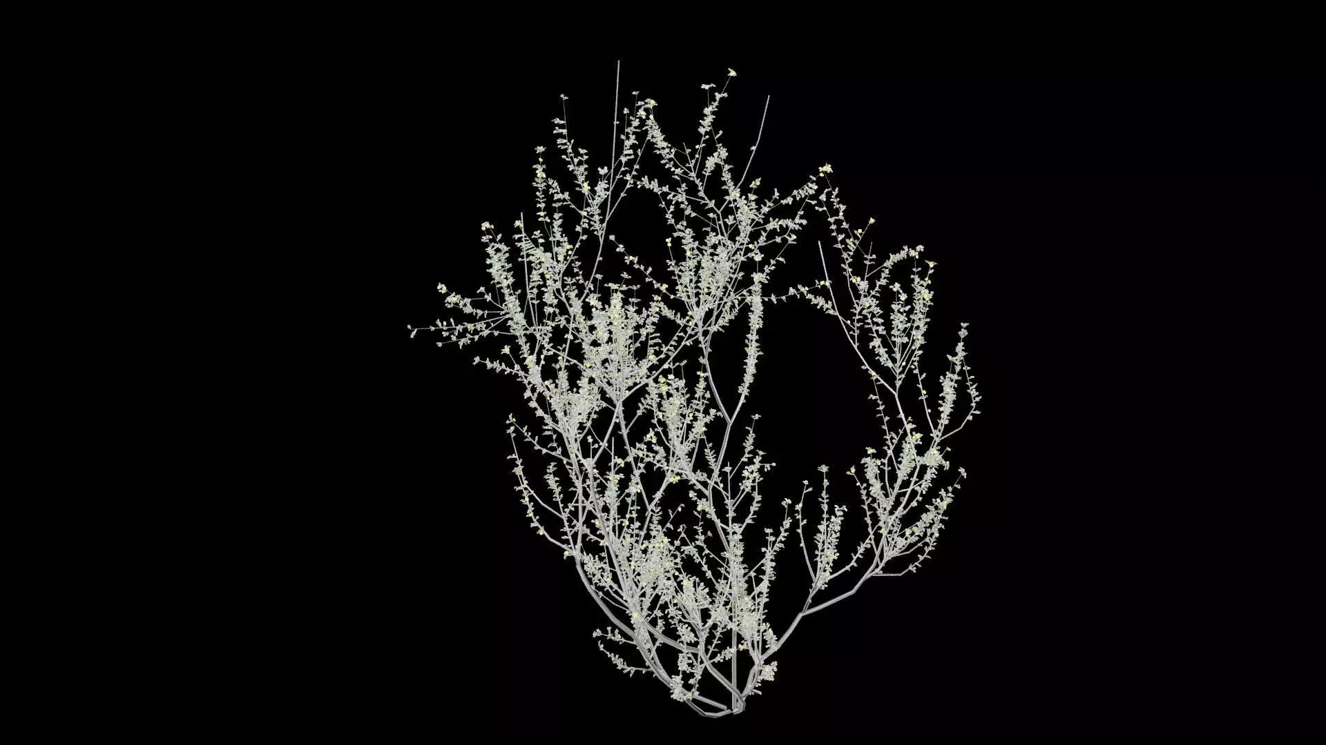 Creosote Bush Low-poly 3D model_4