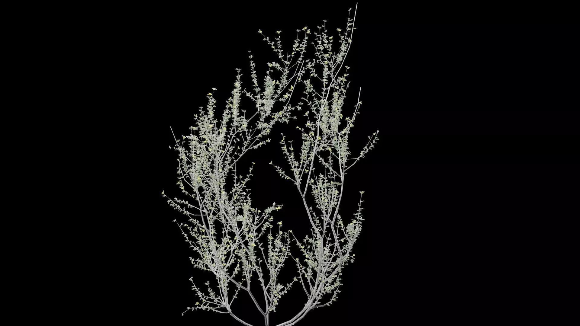 Creosote Bush Low-poly 3D model_5