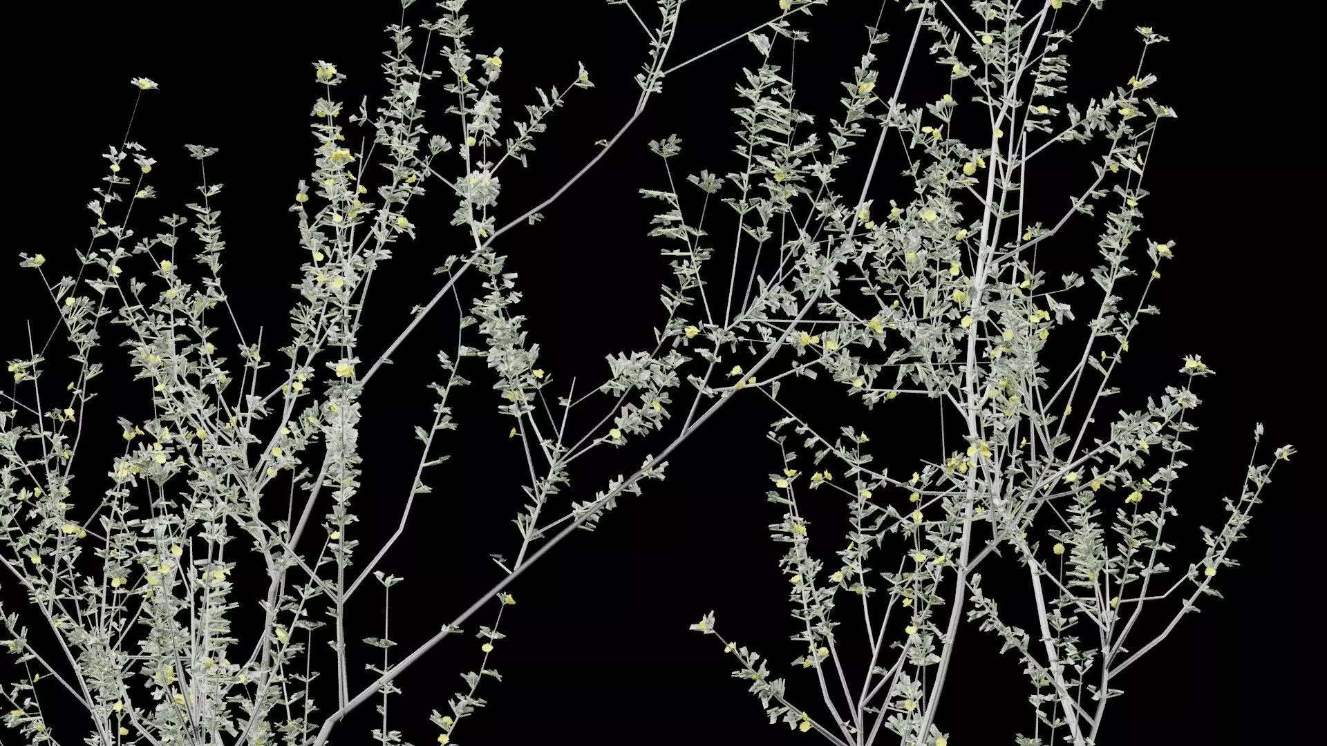 Creosote Bush Low-poly 3D model_1