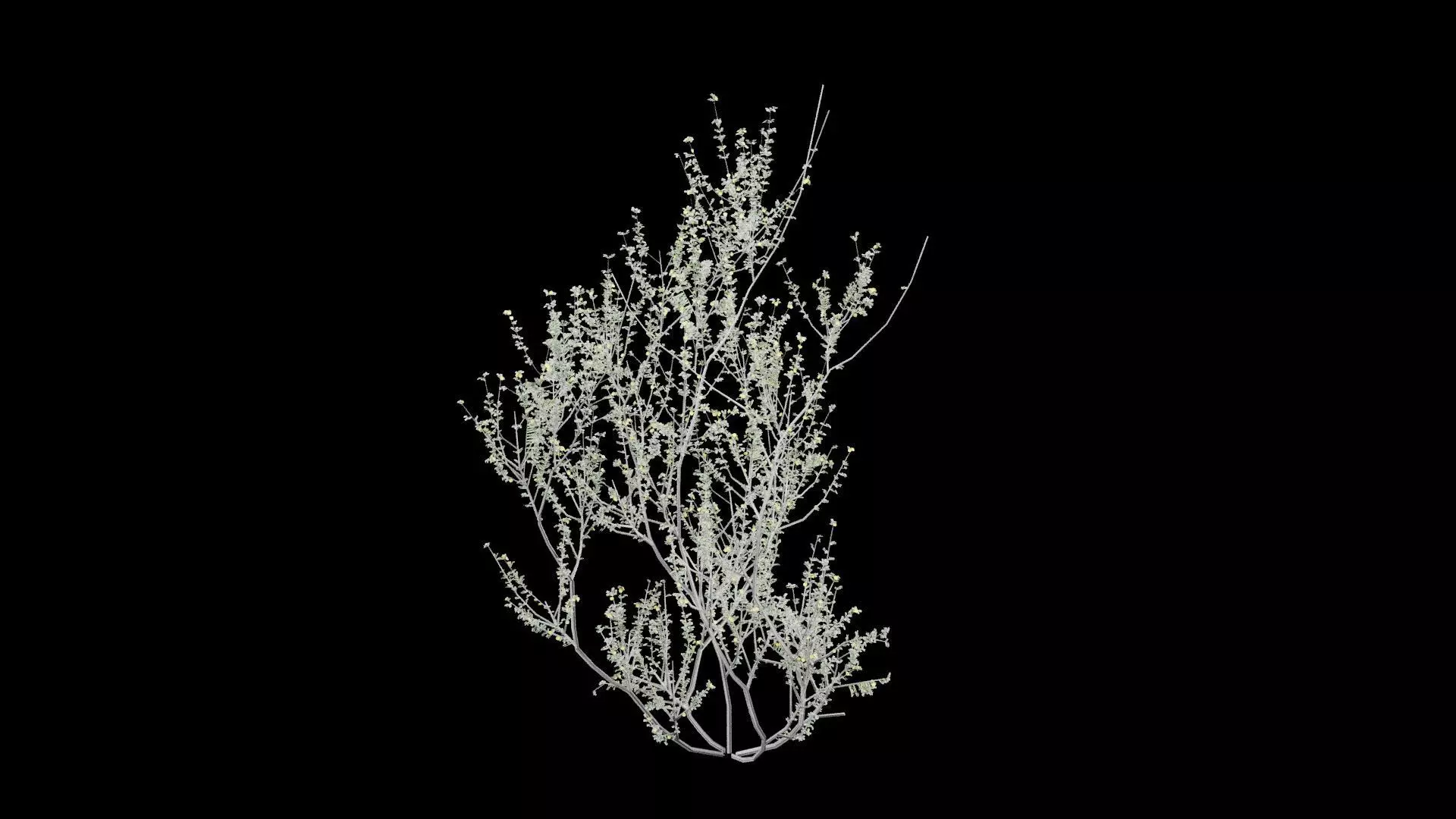 Creosote Bush Low-poly 3D model_2