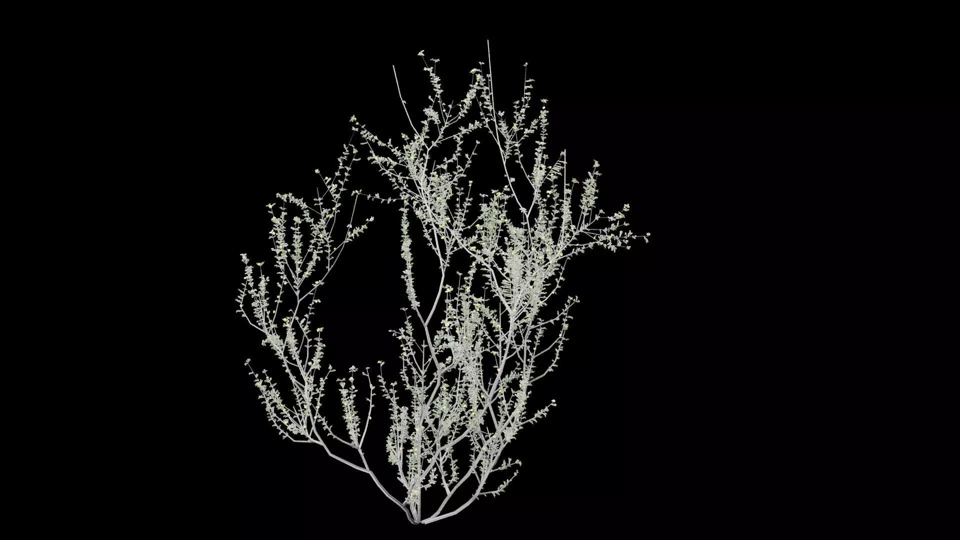 Creosote Bush Low-poly 3D model_3