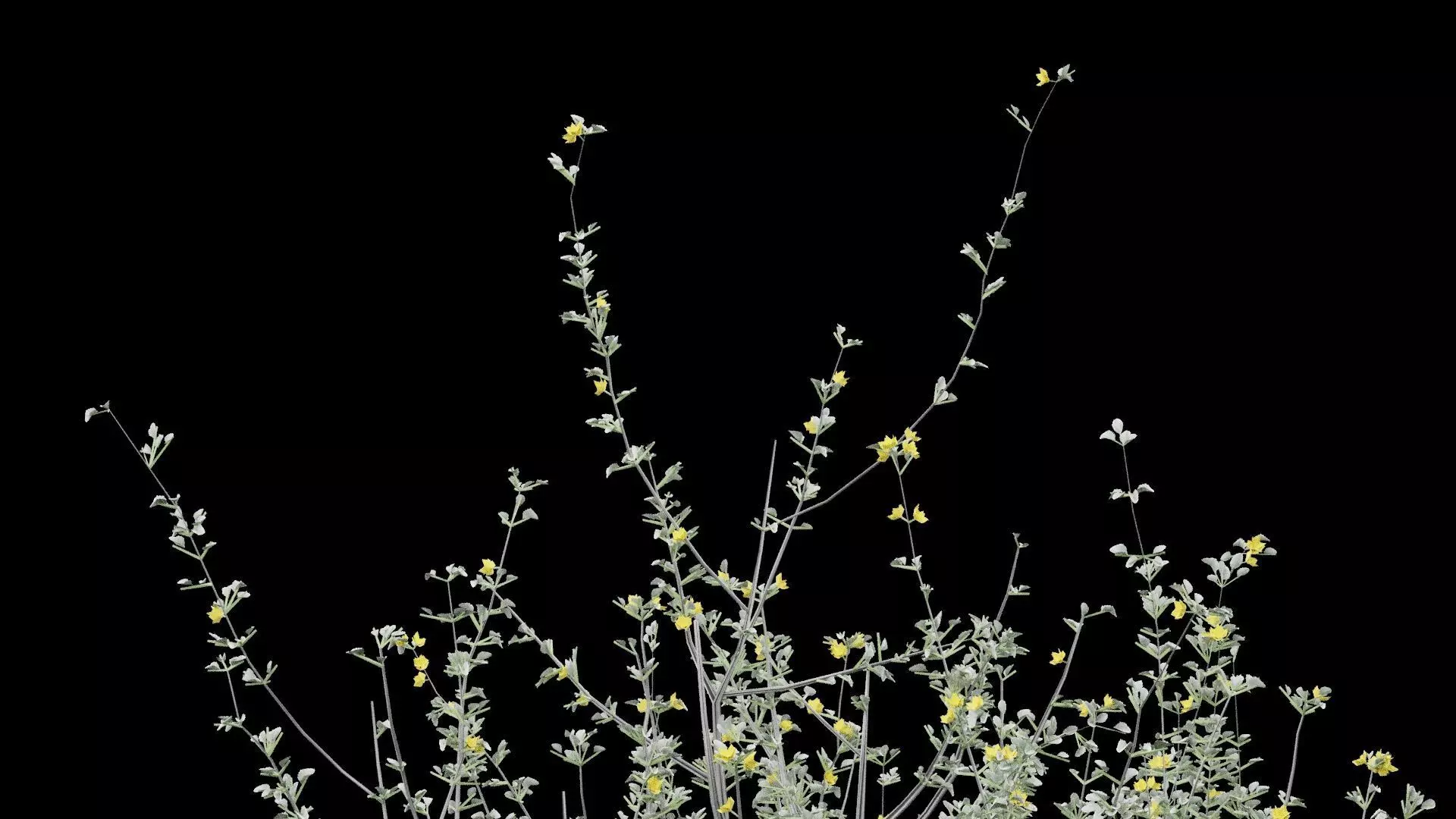 Creosote Bush Low-poly 3D model_1