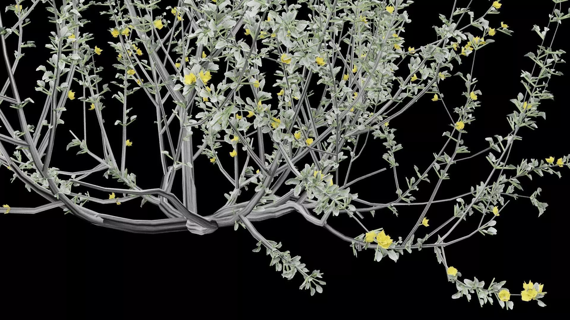 Creosote Bush Low-poly 3D model_7