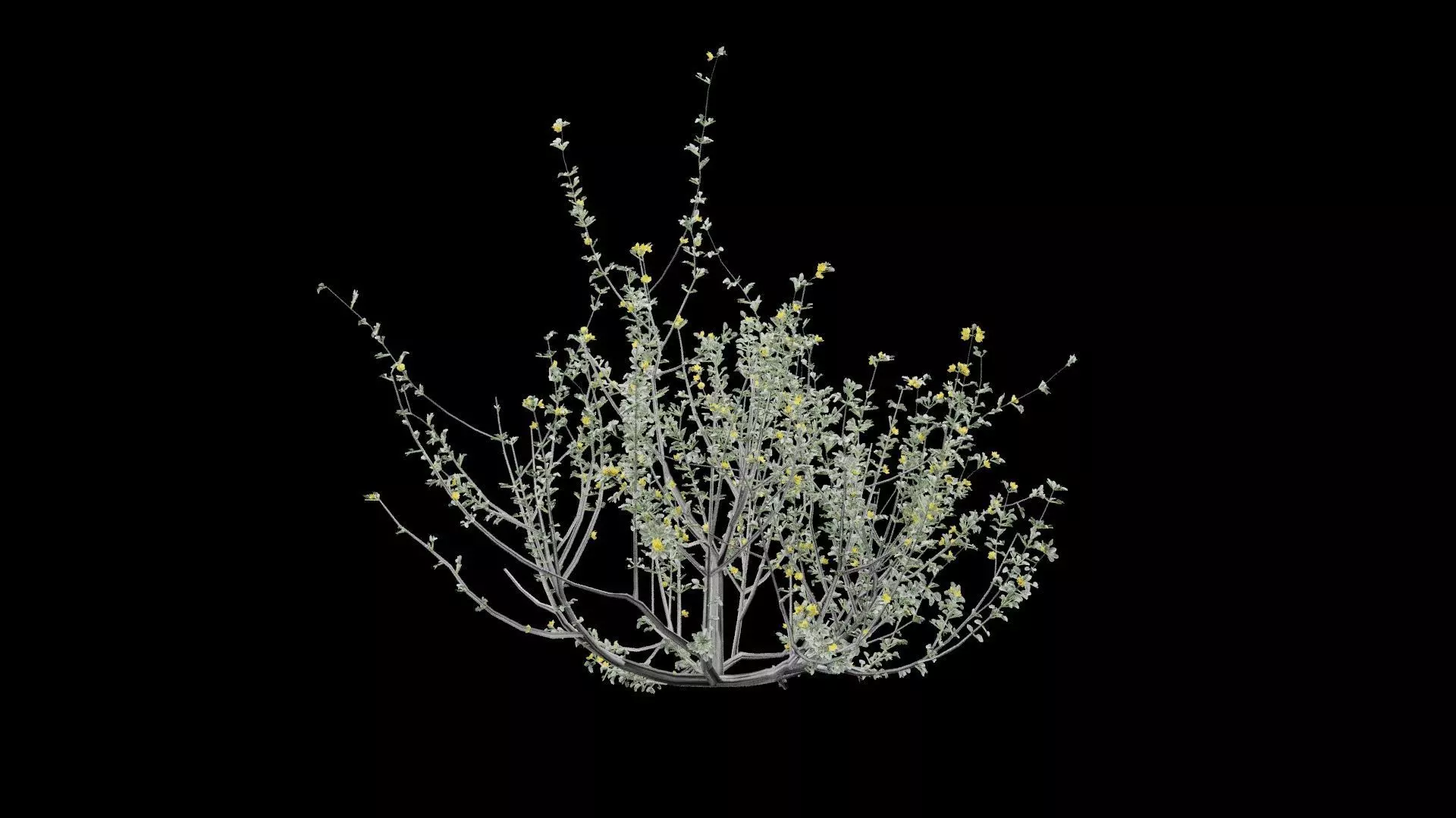 Creosote Bush Low-poly 3D model_5