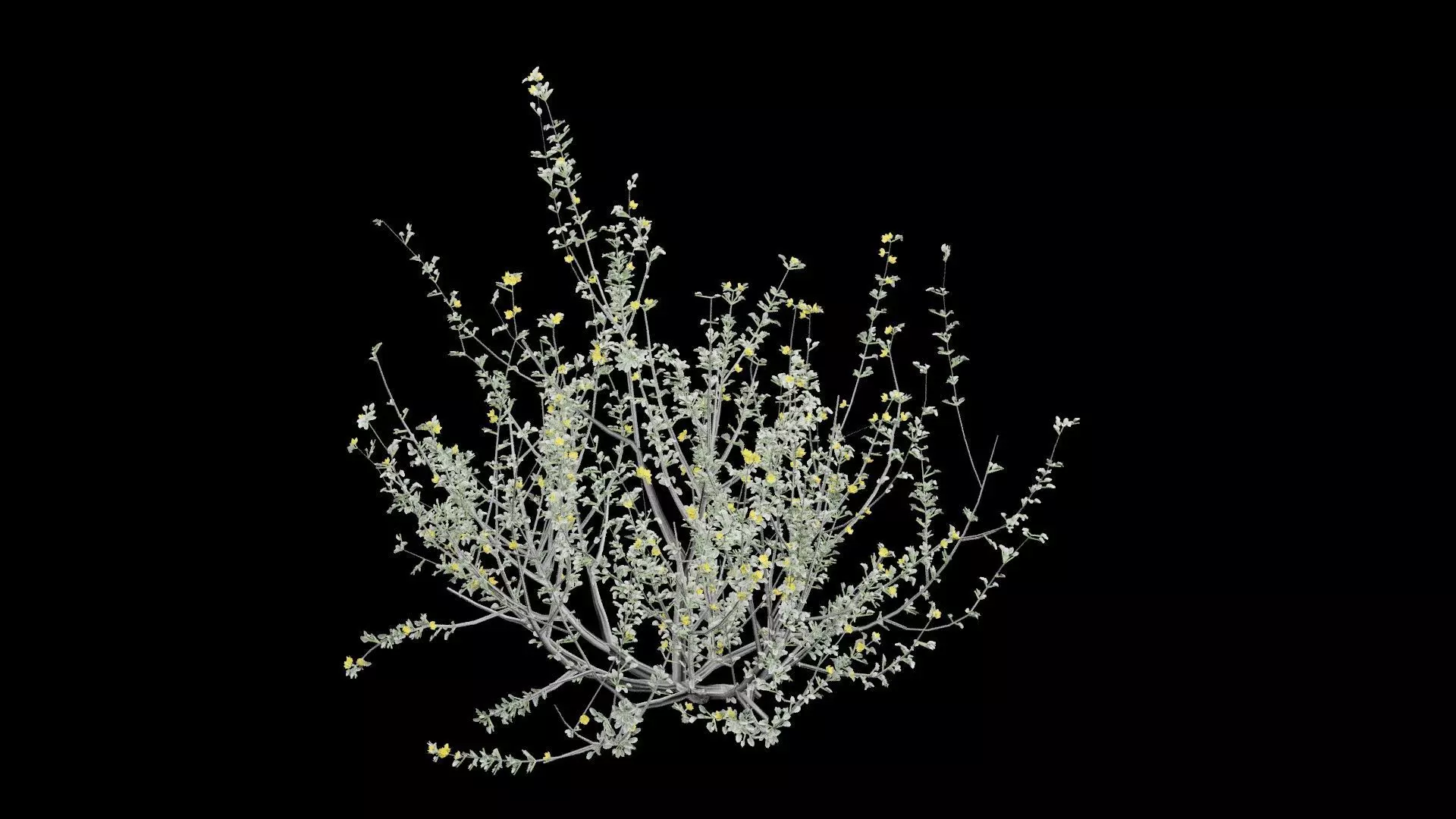 Creosote Bush Low-poly 3D model_2