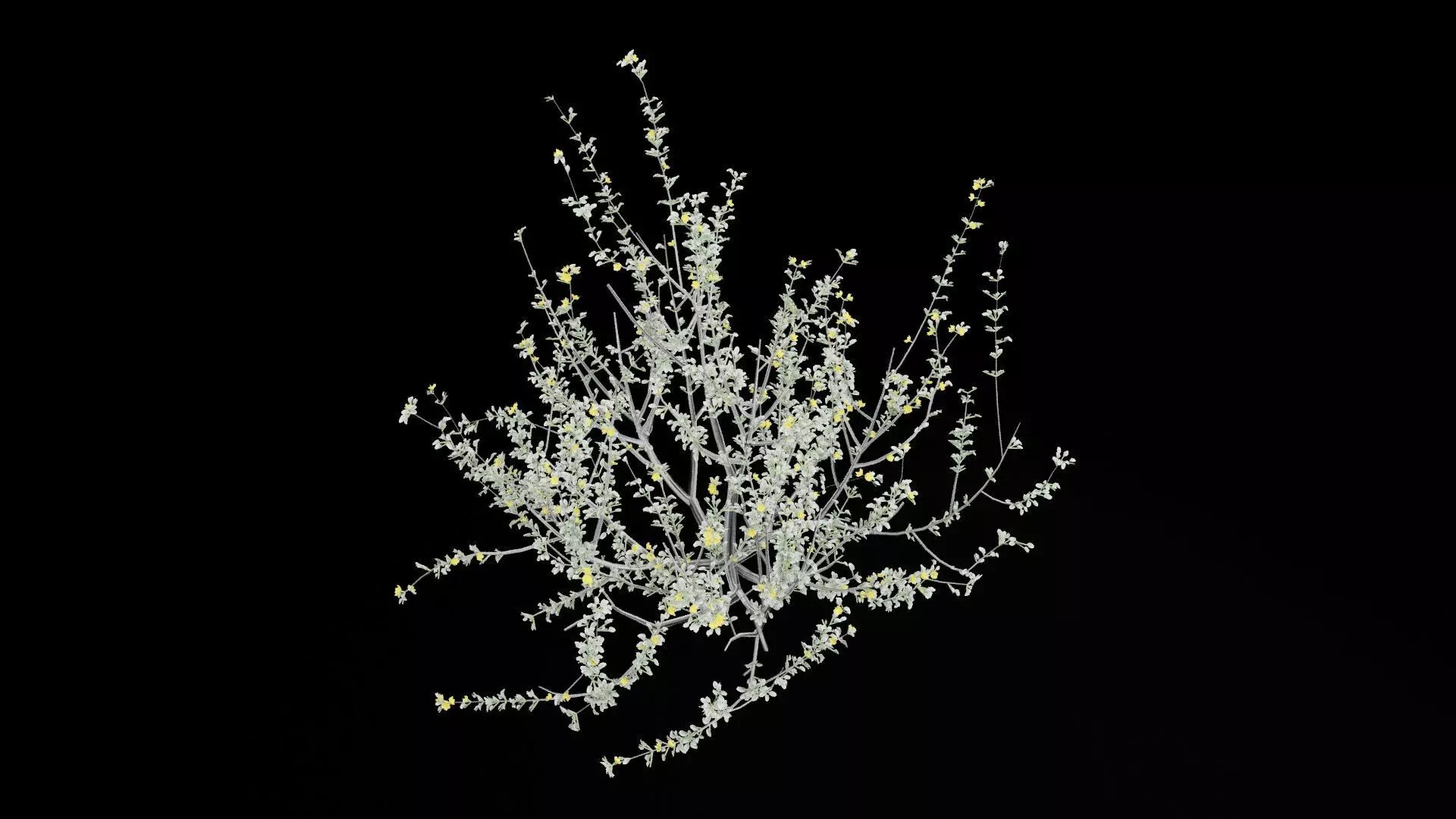 Creosote Bush Low-poly 3D model_6