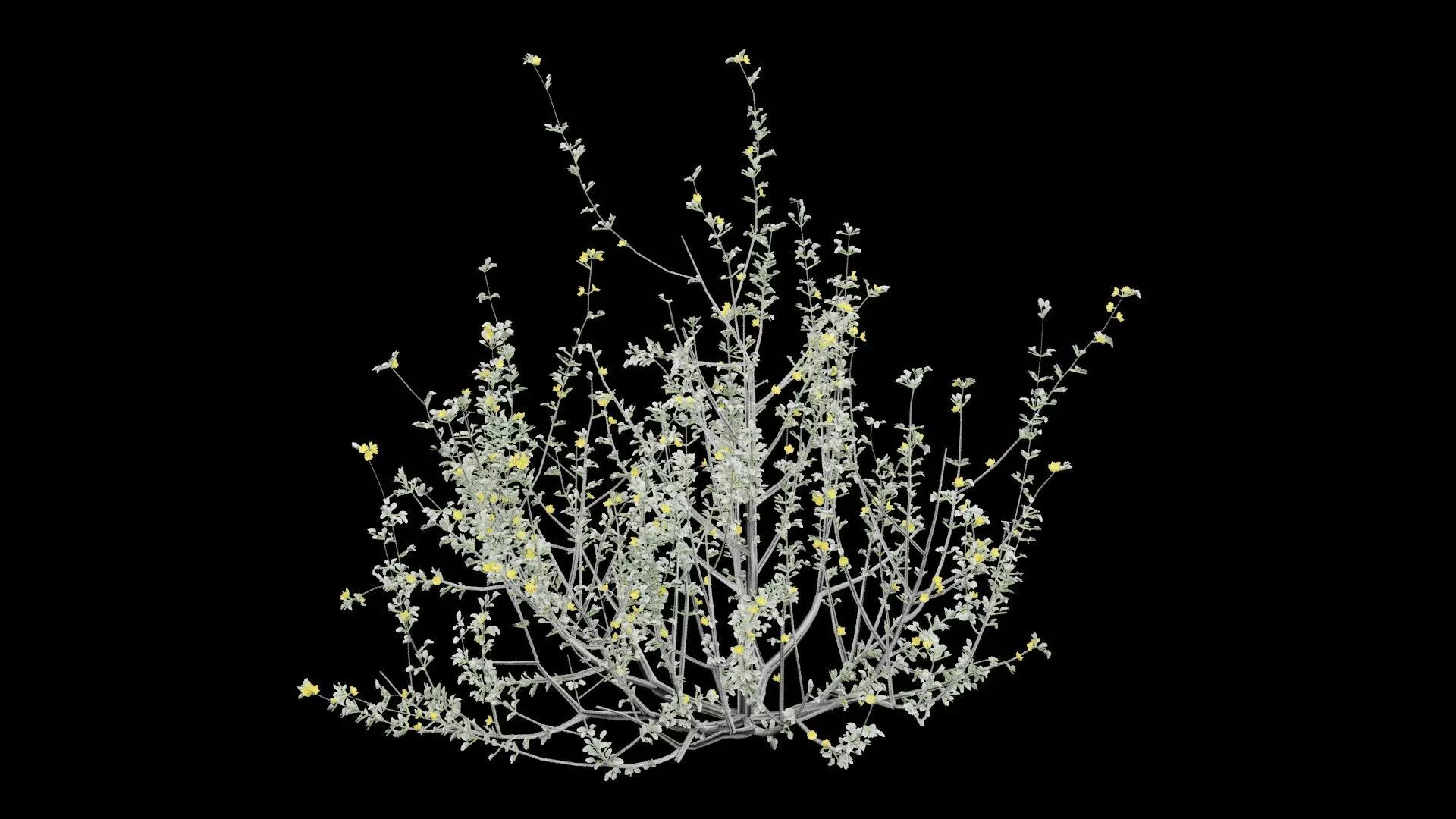 Creosote Bush Low-poly 3D model_4