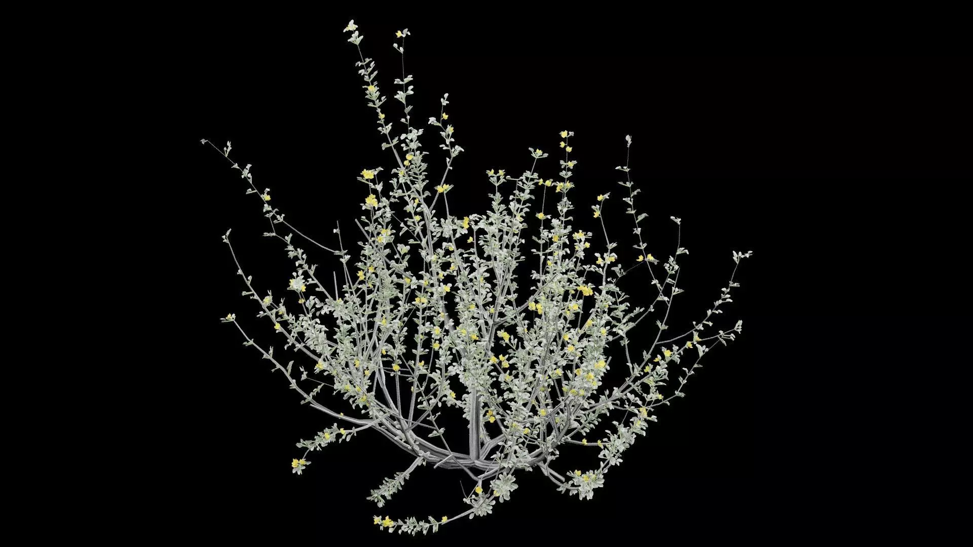 Creosote Bush Low-poly 3D model_0