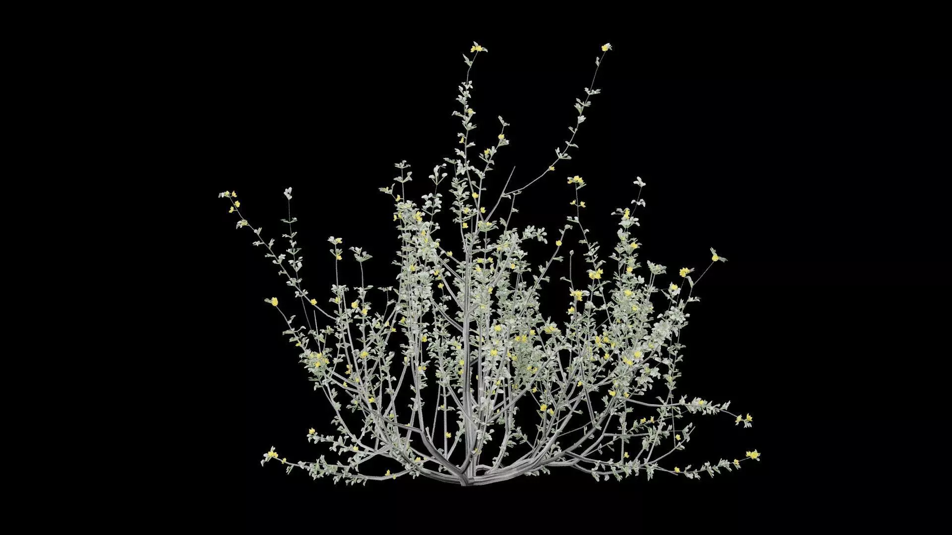 Creosote Bush Low-poly 3D model_3