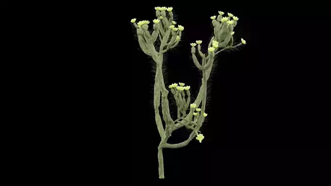 Cholla Cactus Plant Low-poly 3D model