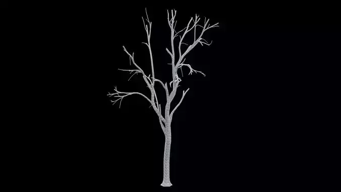 Desert Dead Oak Tree