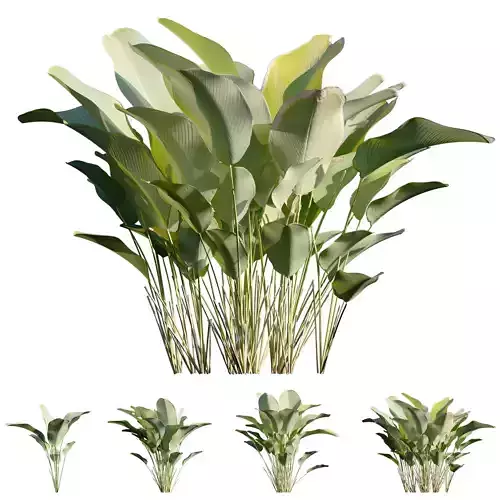 Calathea lutea - Cigar calathea 3D model