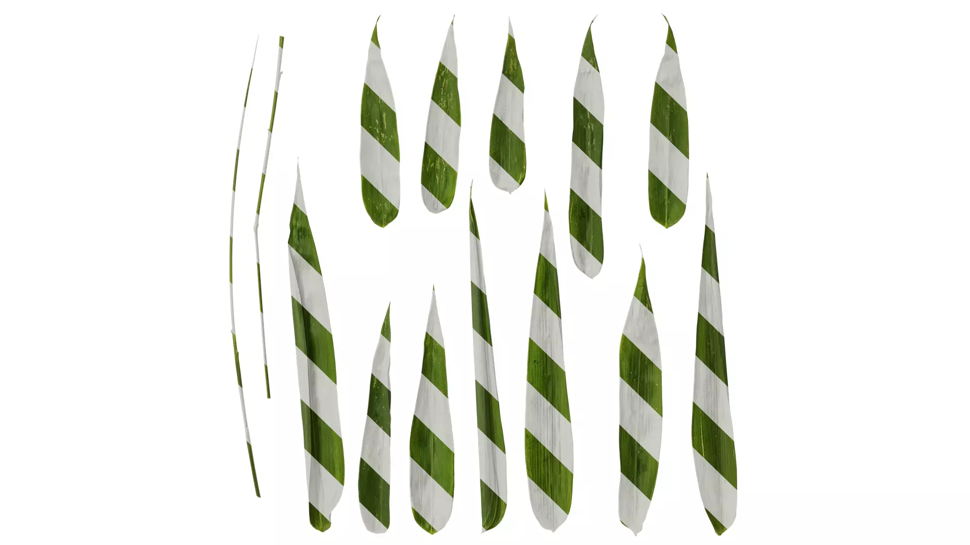 Anydrafts Bambusa boniopsis Leaf 02 Texture
