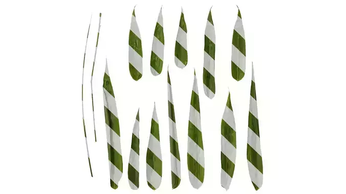 Anydrafts Bambusa boniopsis Leaf 02 Texture