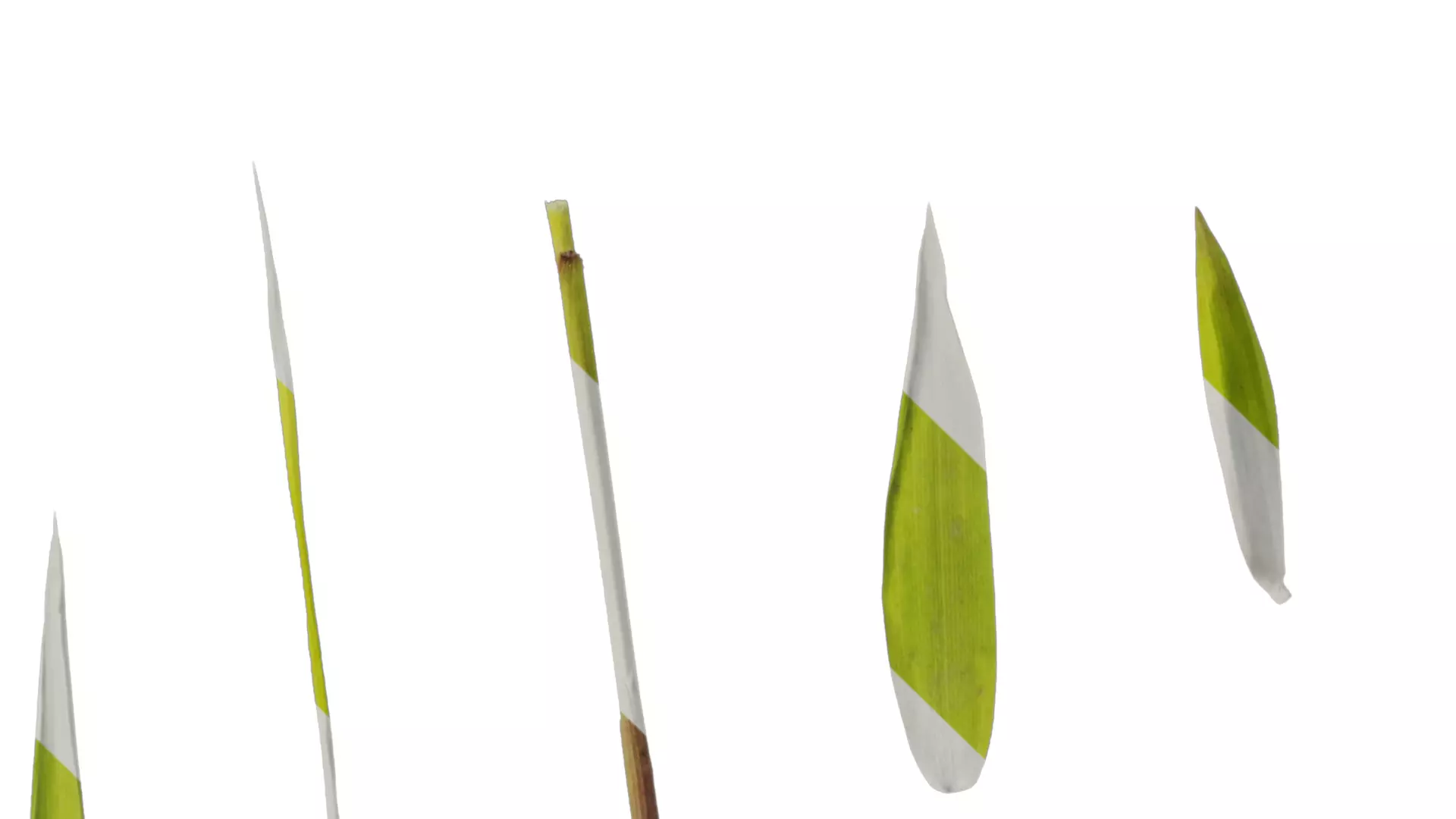 Anydrafts Bambusa multiplex Leaf 03 Texture_1