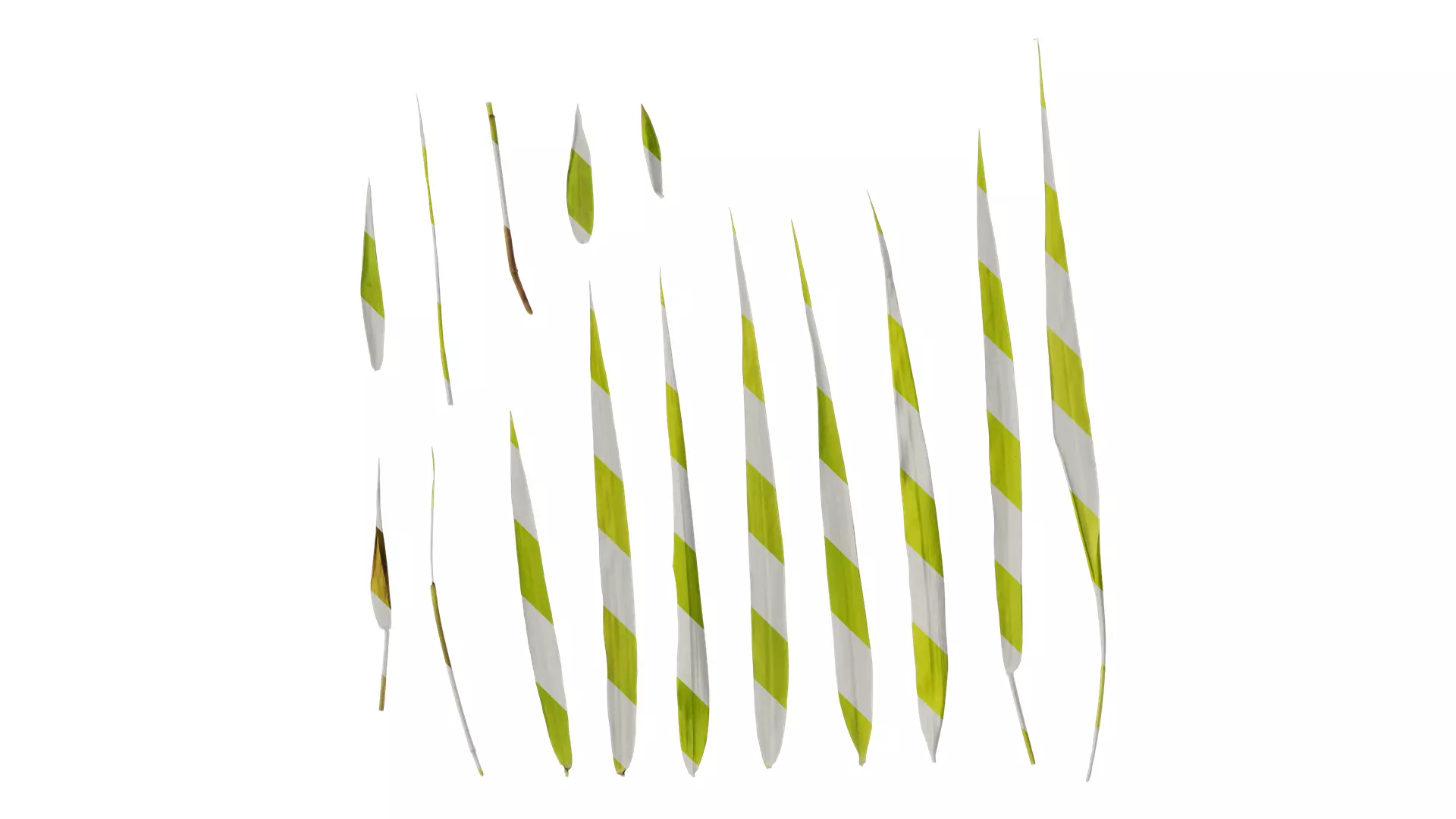 Anydrafts Bambusa multiplex Leaf 03 Texture_0