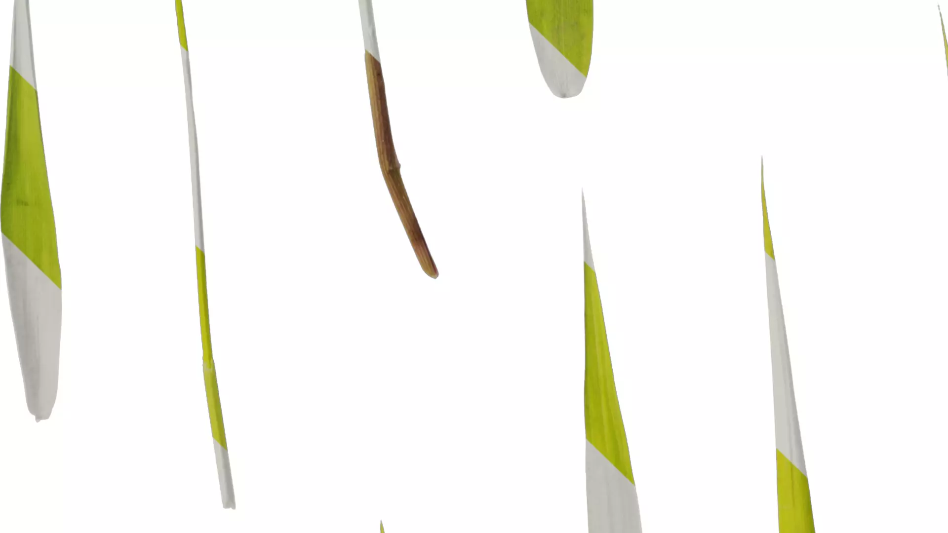 Anydrafts Bambusa multiplex Leaf 03 Texture_3