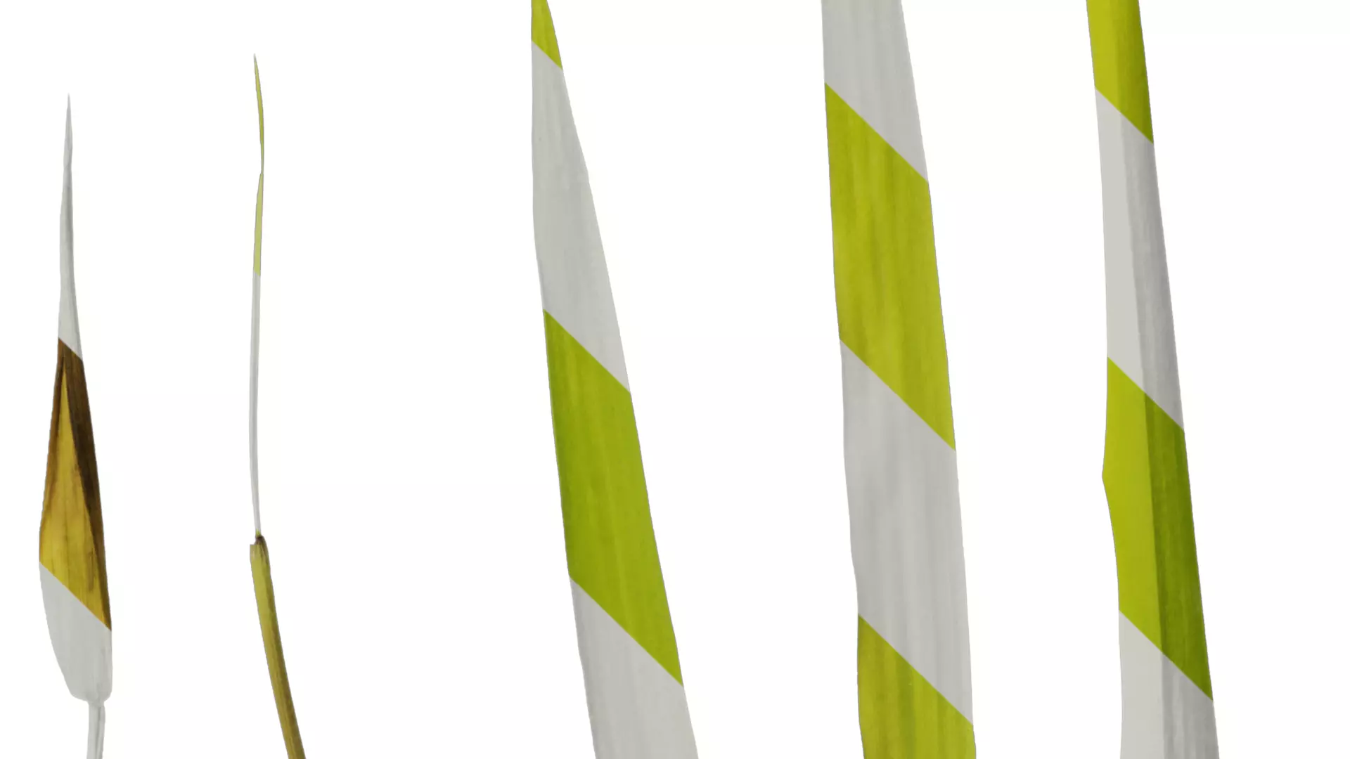 Anydrafts Bambusa multiplex Leaf 03 Texture_5