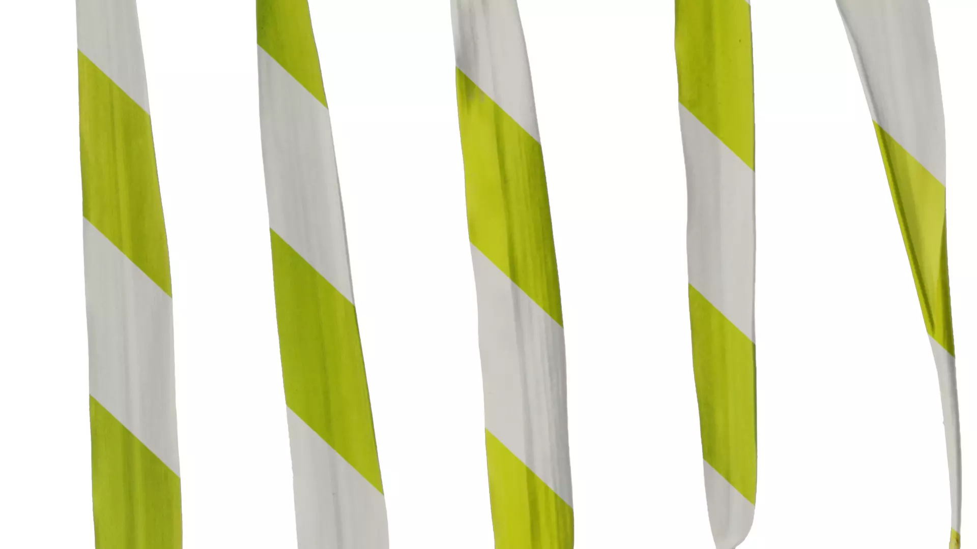 Anydrafts Bambusa multiplex Leaf 03 Texture_6